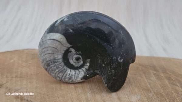 Ammoniet schelp - Afbeelding 2
