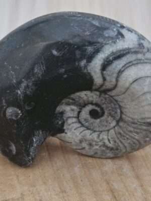 Ammoniet schelp