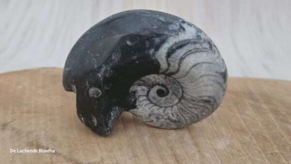Ammoniet schelp