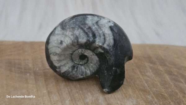 Ammoniet schelp - Afbeelding 2
