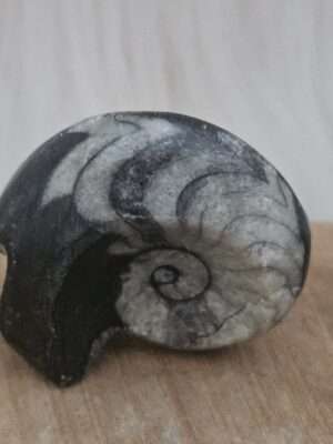 Ammoniet schelp