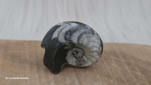 Ammoniet schelp