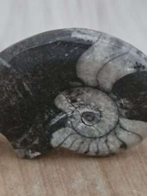 Ammoniet schelp