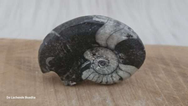 Ammoniet schelp