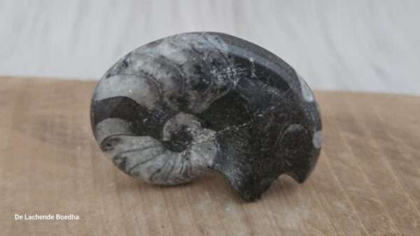 Ammoniet schelp - Afbeelding 2