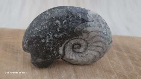 Ammoniet schelp - Afbeelding 2