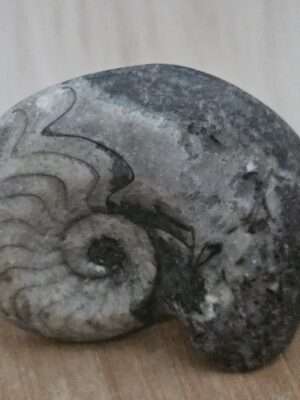 Ammoniet schelp
