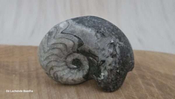 Ammoniet schelp