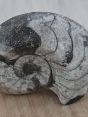 Ammoniet schelp