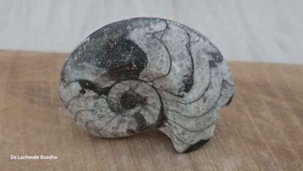 Ammoniet schelp