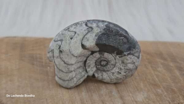 Ammoniet schelp - Afbeelding 2