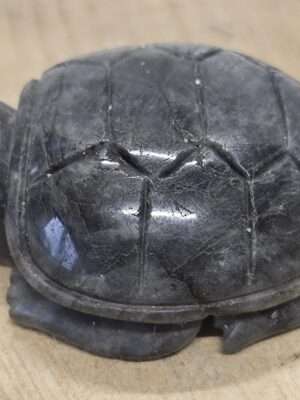 Labradoriet schildpad