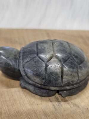 Labradoriet schildpad