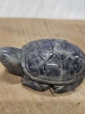 Labradoriet schildpad