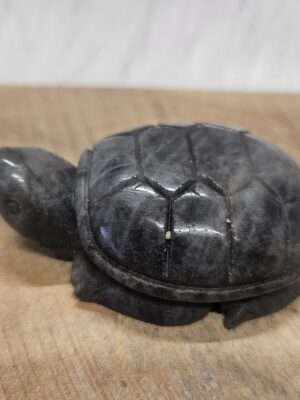 Labradoriet schildpad