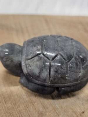 Labradoriet schildpad