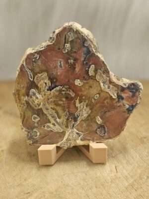 Versteend hout schijf