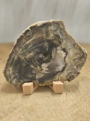 Versteend hout schijf