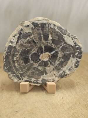 Versteend hout schijf