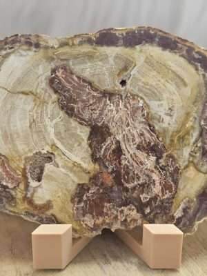 Versteend hout schijf