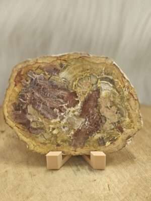 Versteend hout schijf