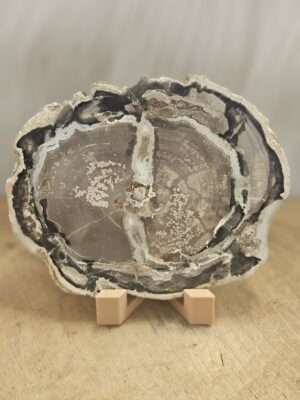 Versteend hout schijf