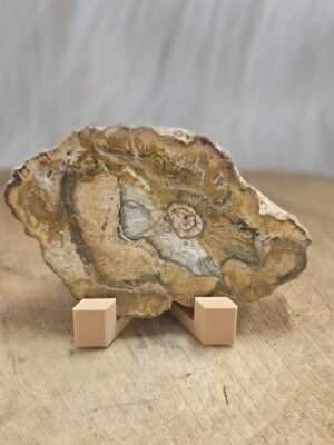 Versteend hout schijf