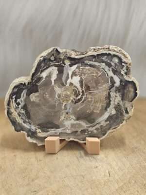 Versteend hout schijf