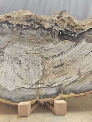Versteend hout schijf