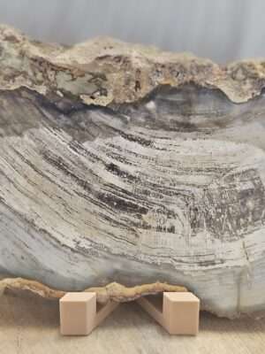 Versteend hout schijf
